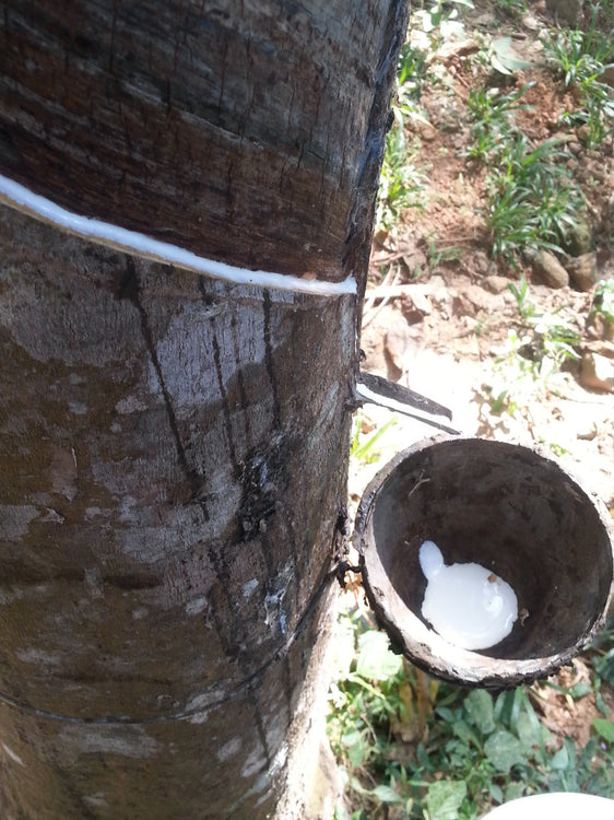 Sri Lankan Organic Latex Production (part two)
