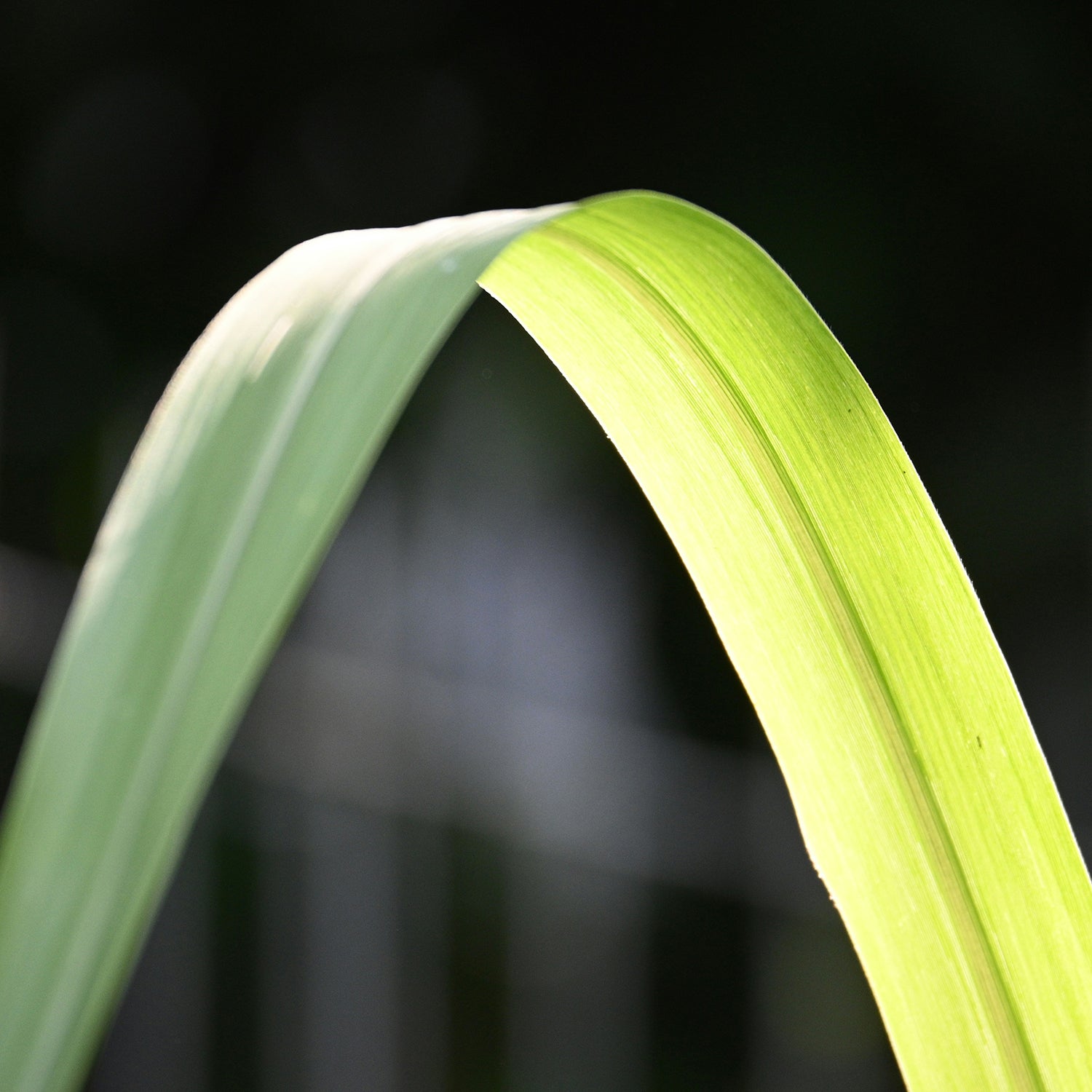 Lemongrass Oil