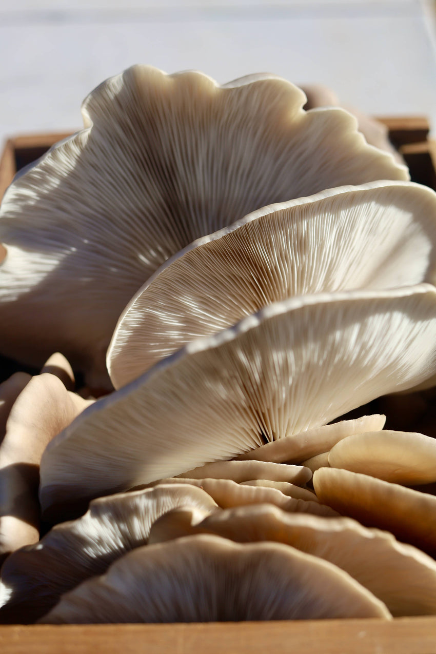 Snow Oyster Mushroom Grow-at-Home Kit