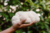 Lion's Mane Mushroom Grow-at-Home Kit