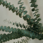 Eucalyptus 