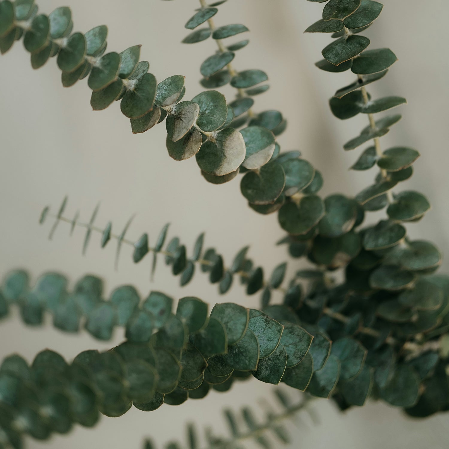 Eucalyptus 