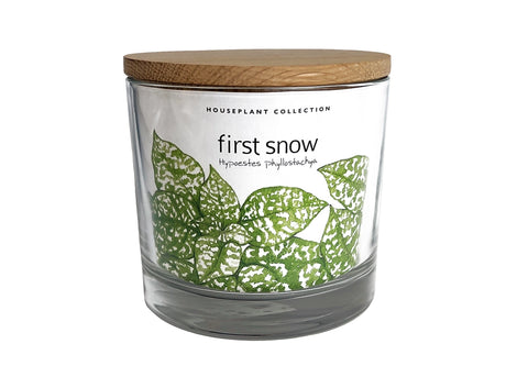 Houseplant Kit- First Snow
