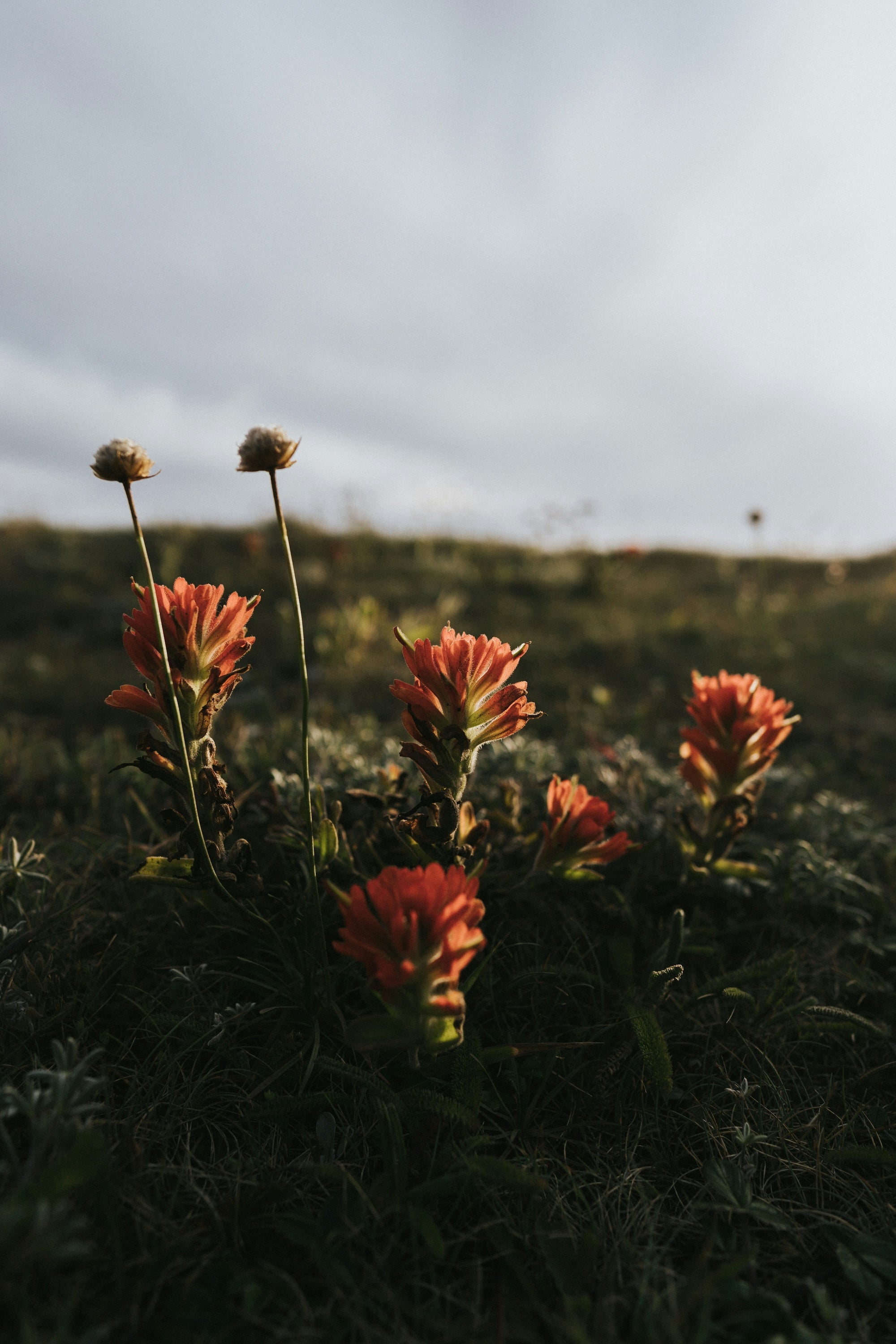 A grassy meadow with orange flowers blooming in the foreground. 
