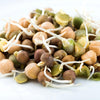 Mumm's Organic Sprouting Seeds