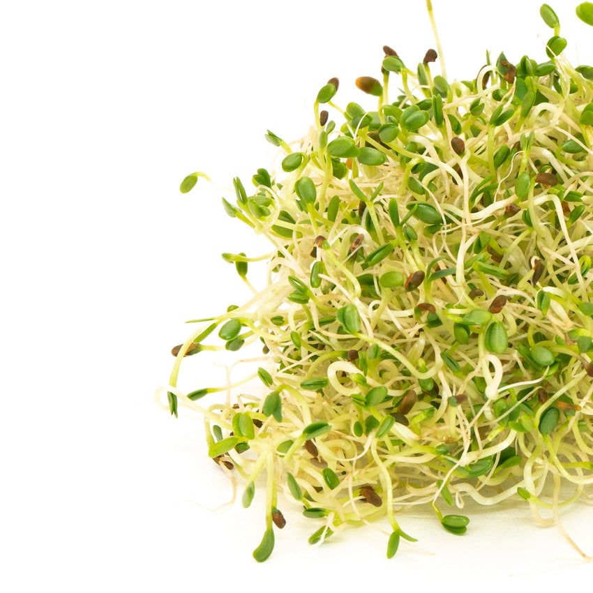 Mumm's Organic Sprouting Seeds