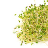 Mumm's Organic Sprouting Seeds