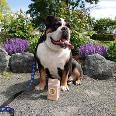 Cornstarch dog bags outlet